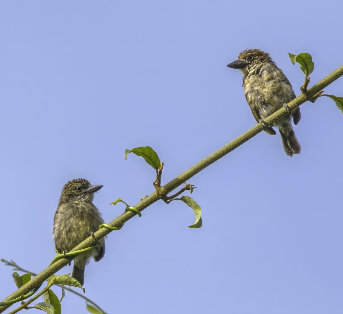 Green-backed Honeyguide