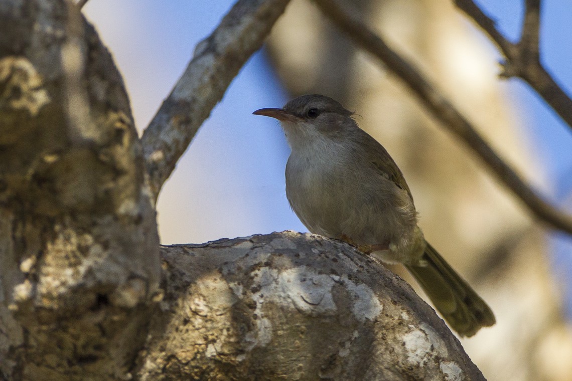Green-backed Rail
