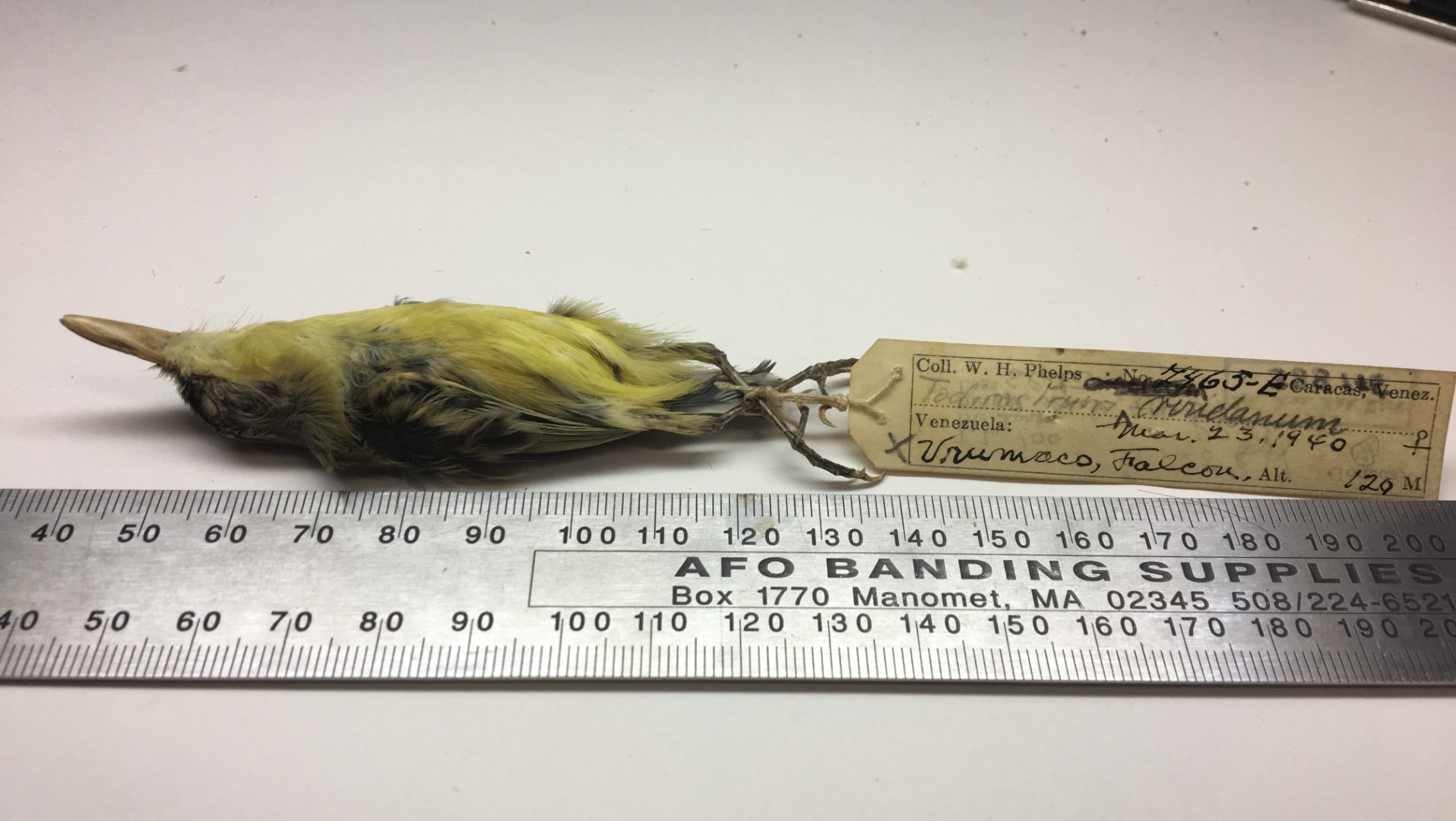 Green-backed Tody-Flycatcher