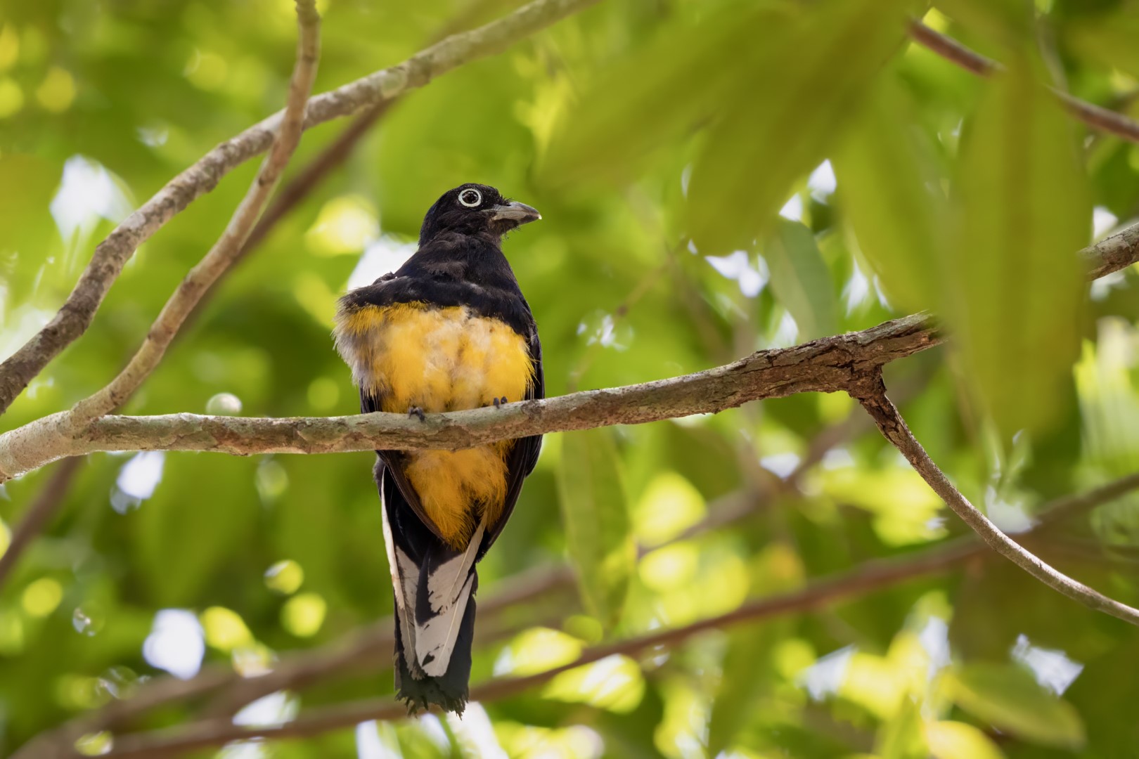 Green-backed Trogon