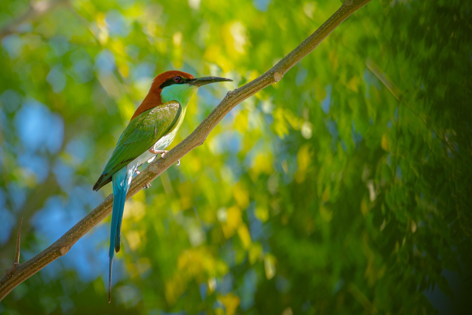 Green Bee-eater