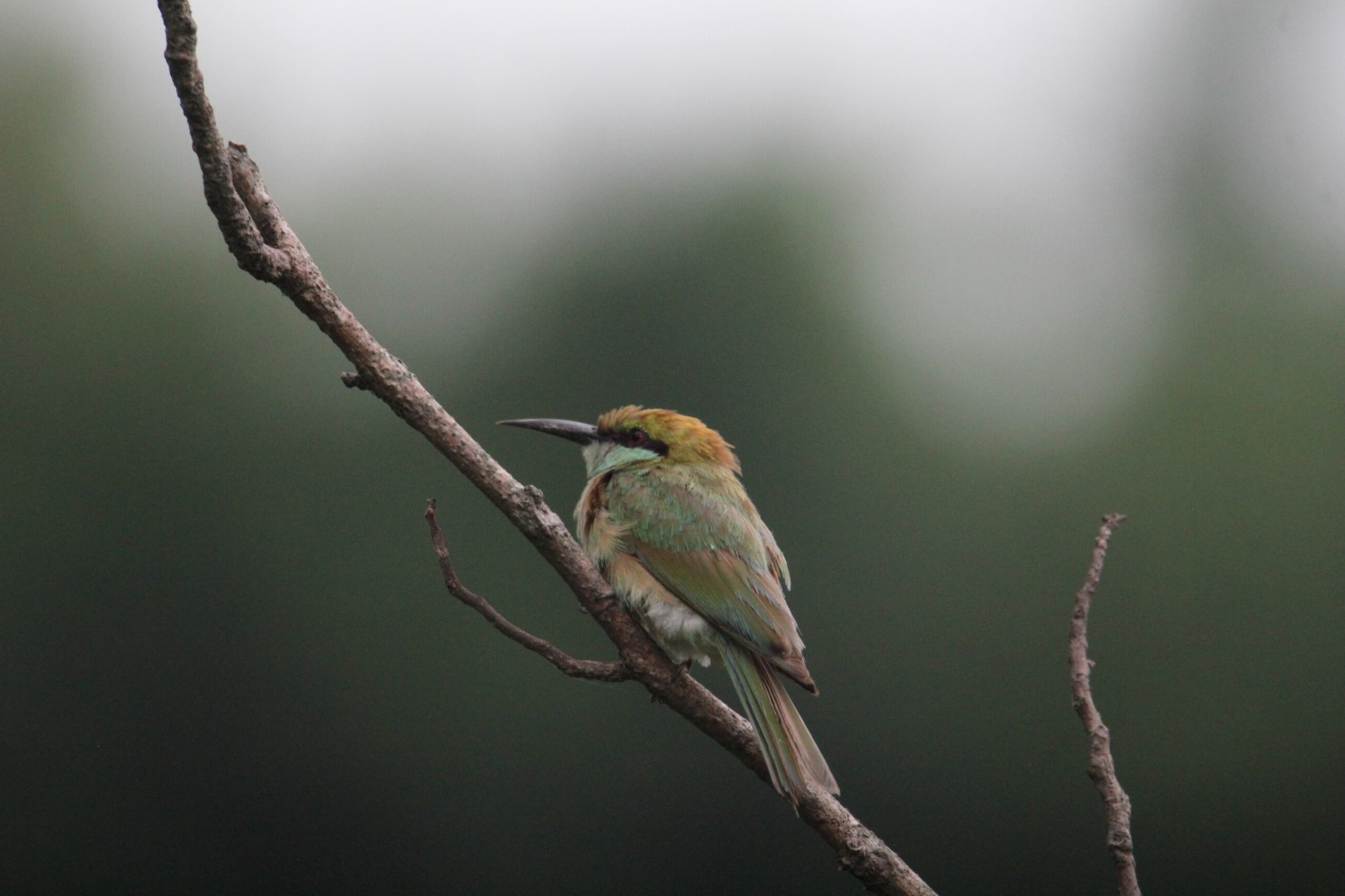 Green Bee-eater