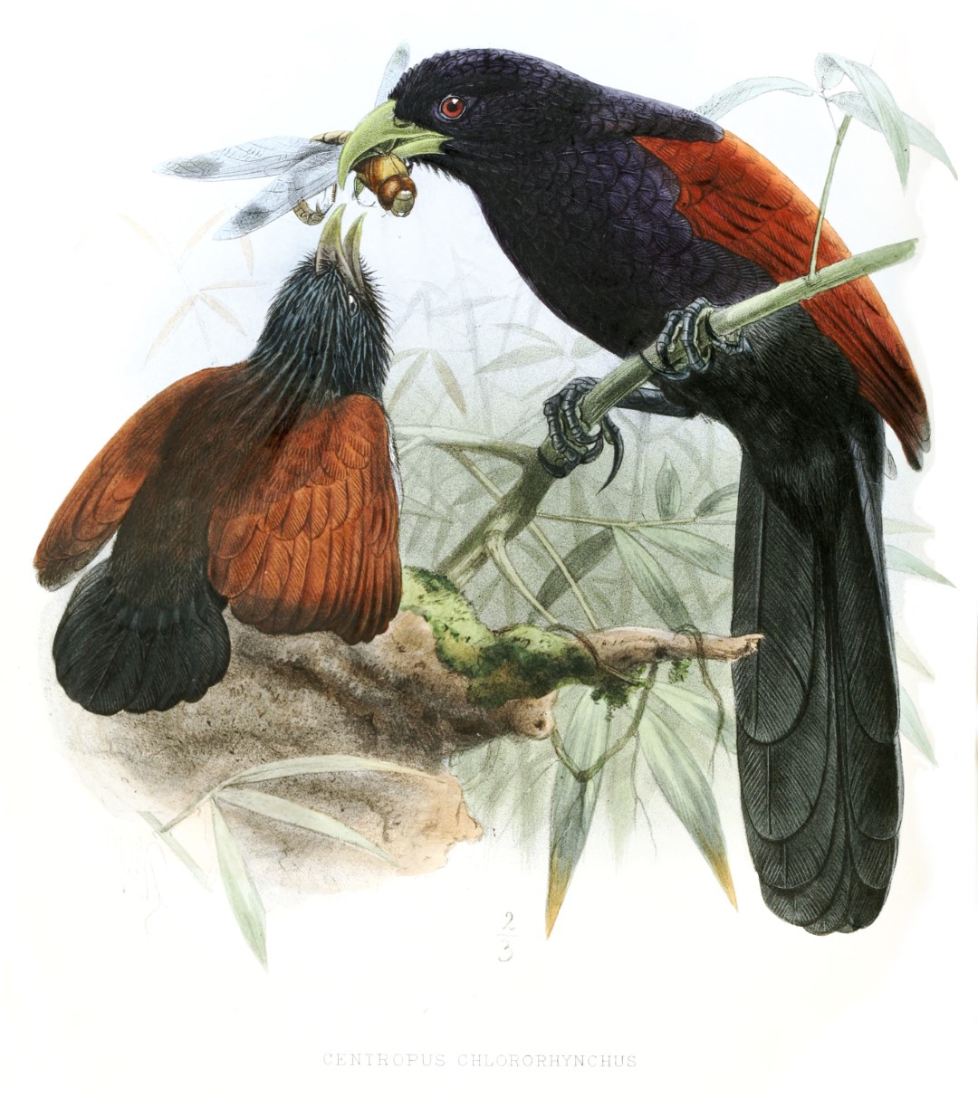 Green-billed Coucal