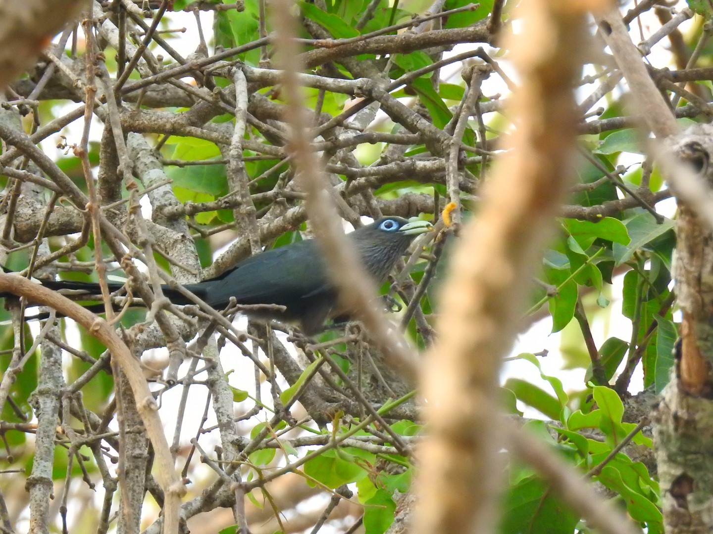 Green-billed Malkoha