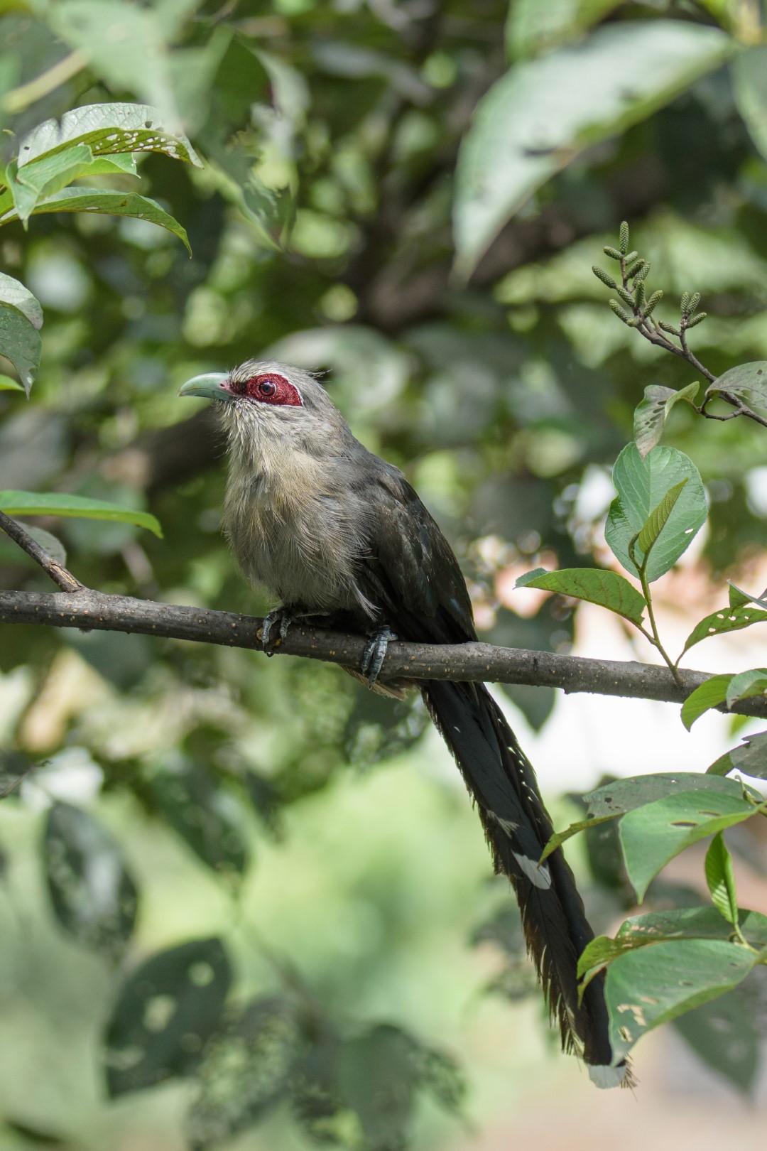 Green-billed Malkoha