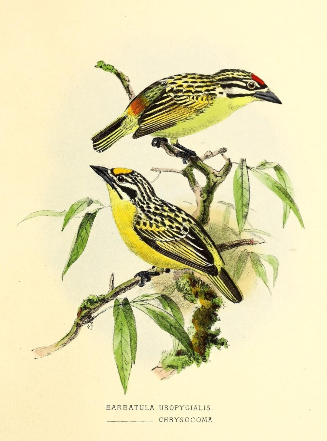 Green-breasted Barbet