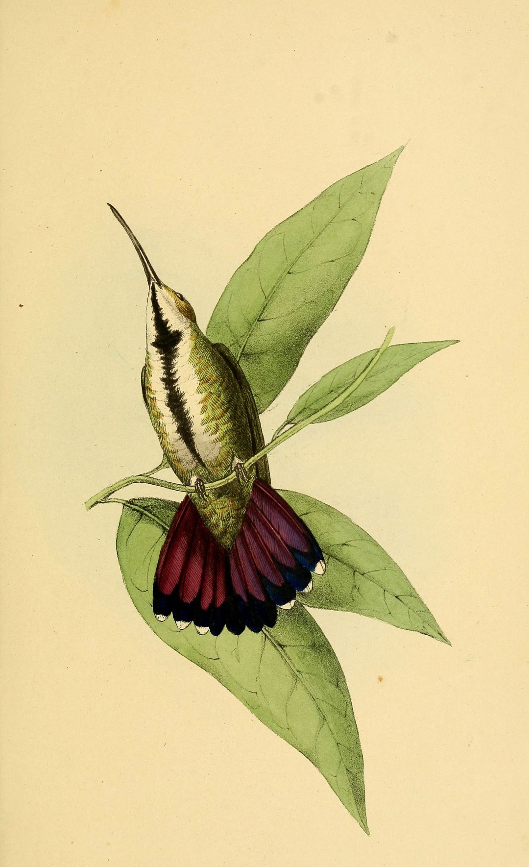 Green-breasted Mango