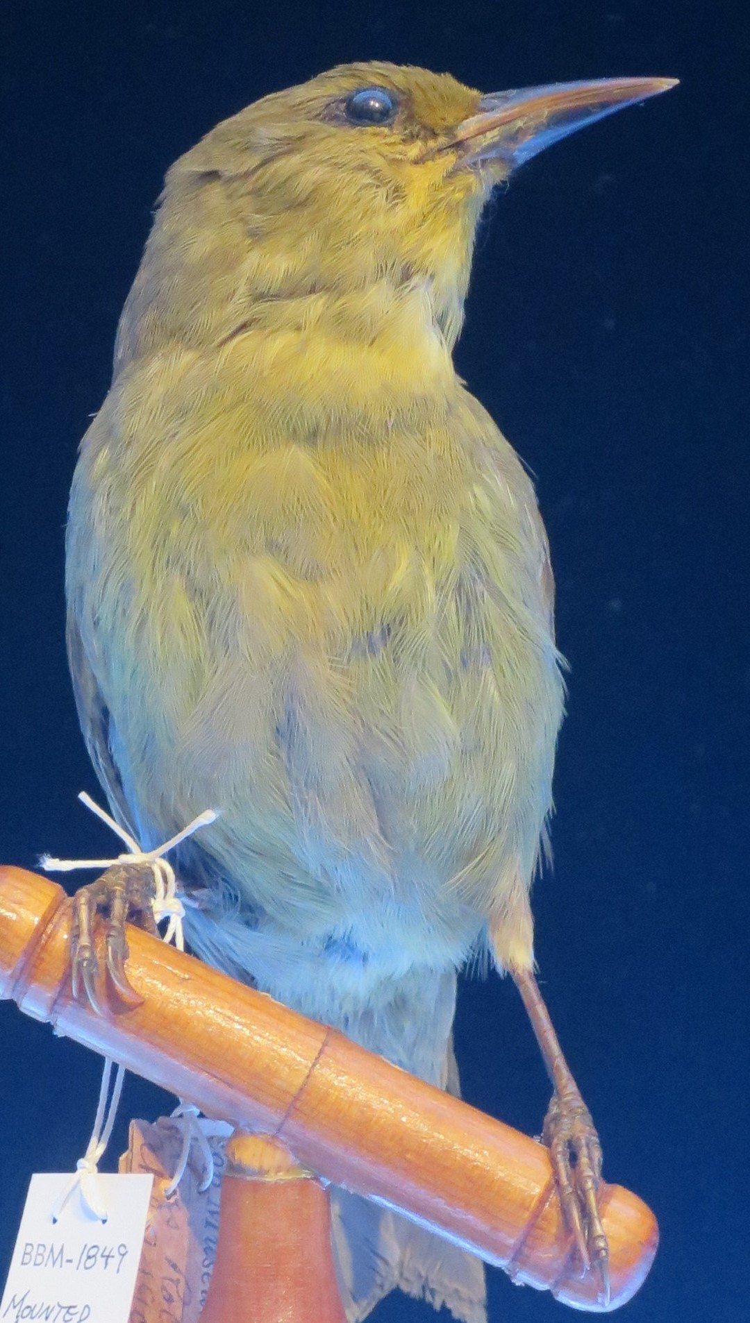 Green-breasted Pitta