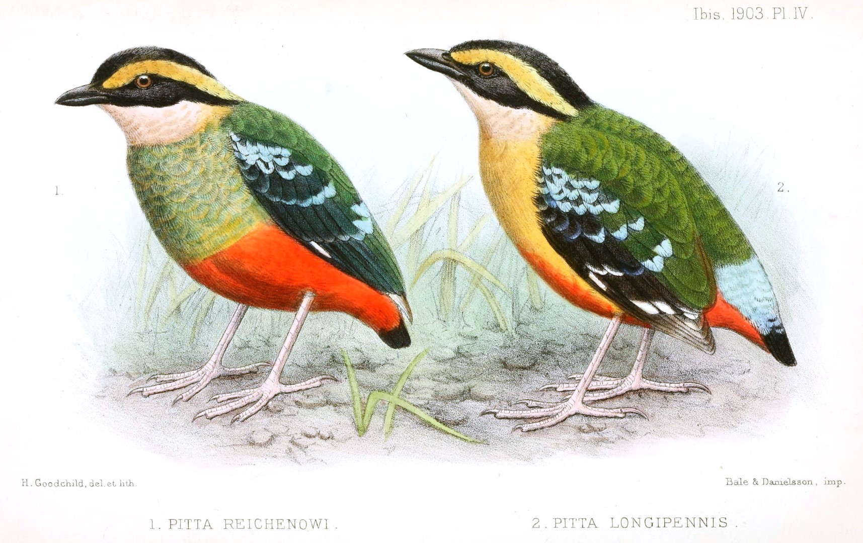 Green-breasted Pitta