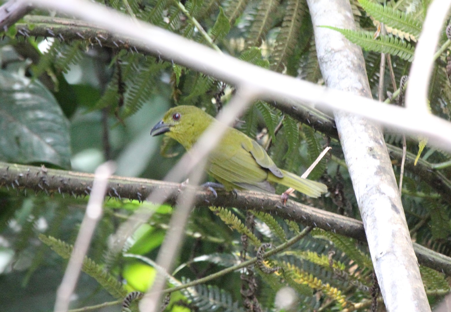 Green-capped Tanager