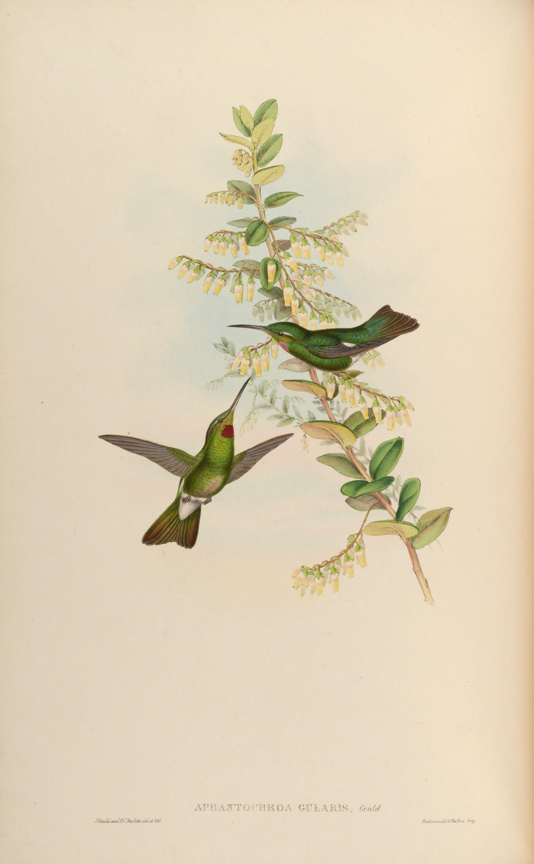 Green-crowned Brilliant