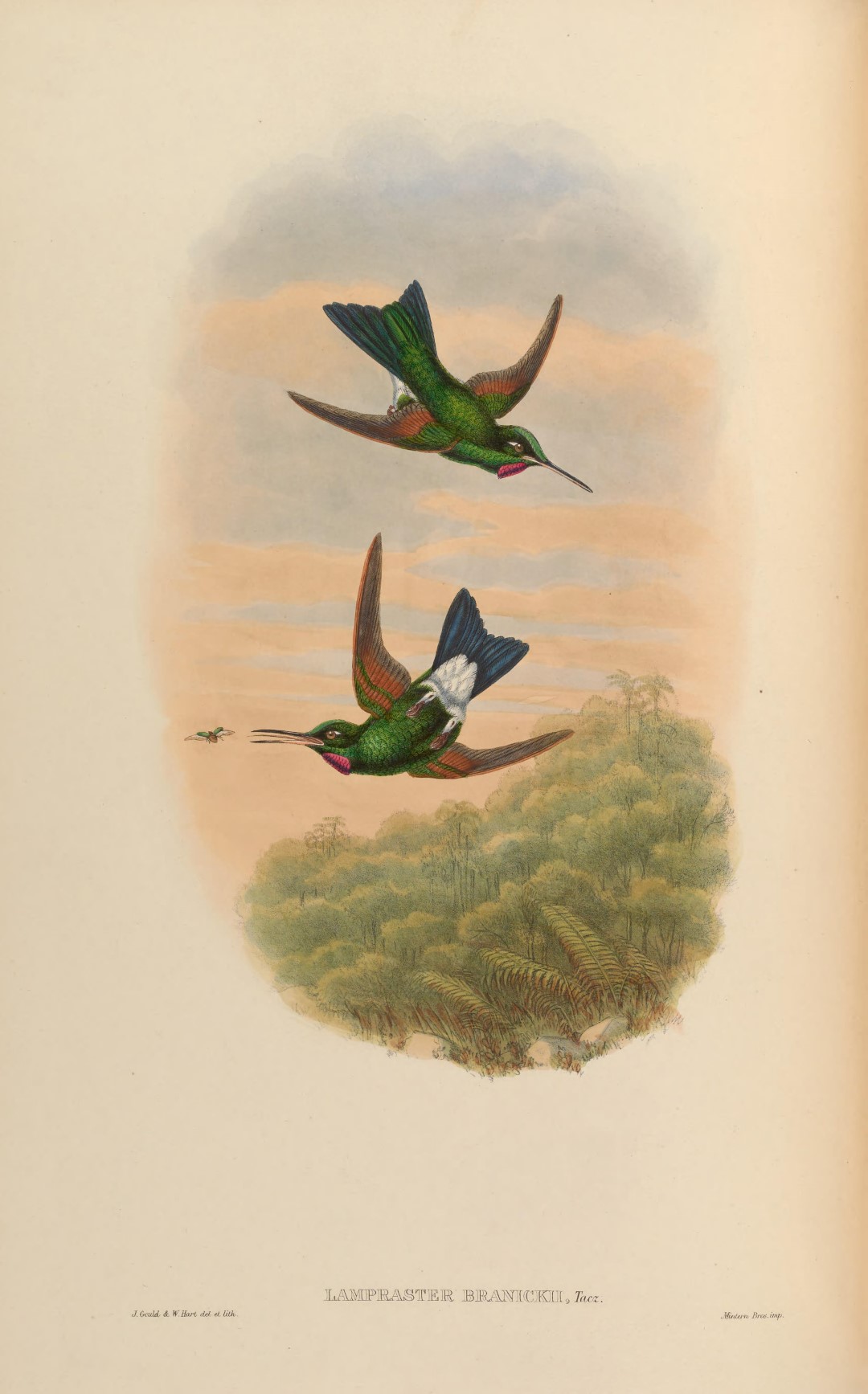 Green-crowned Brilliant