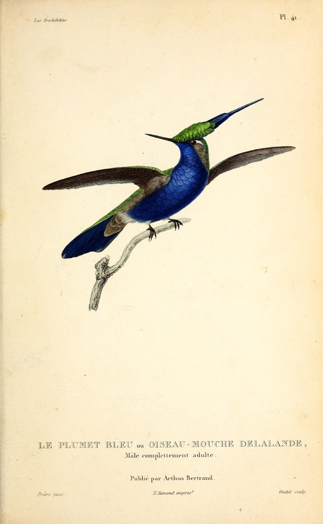 Green-crowned Plovercrest