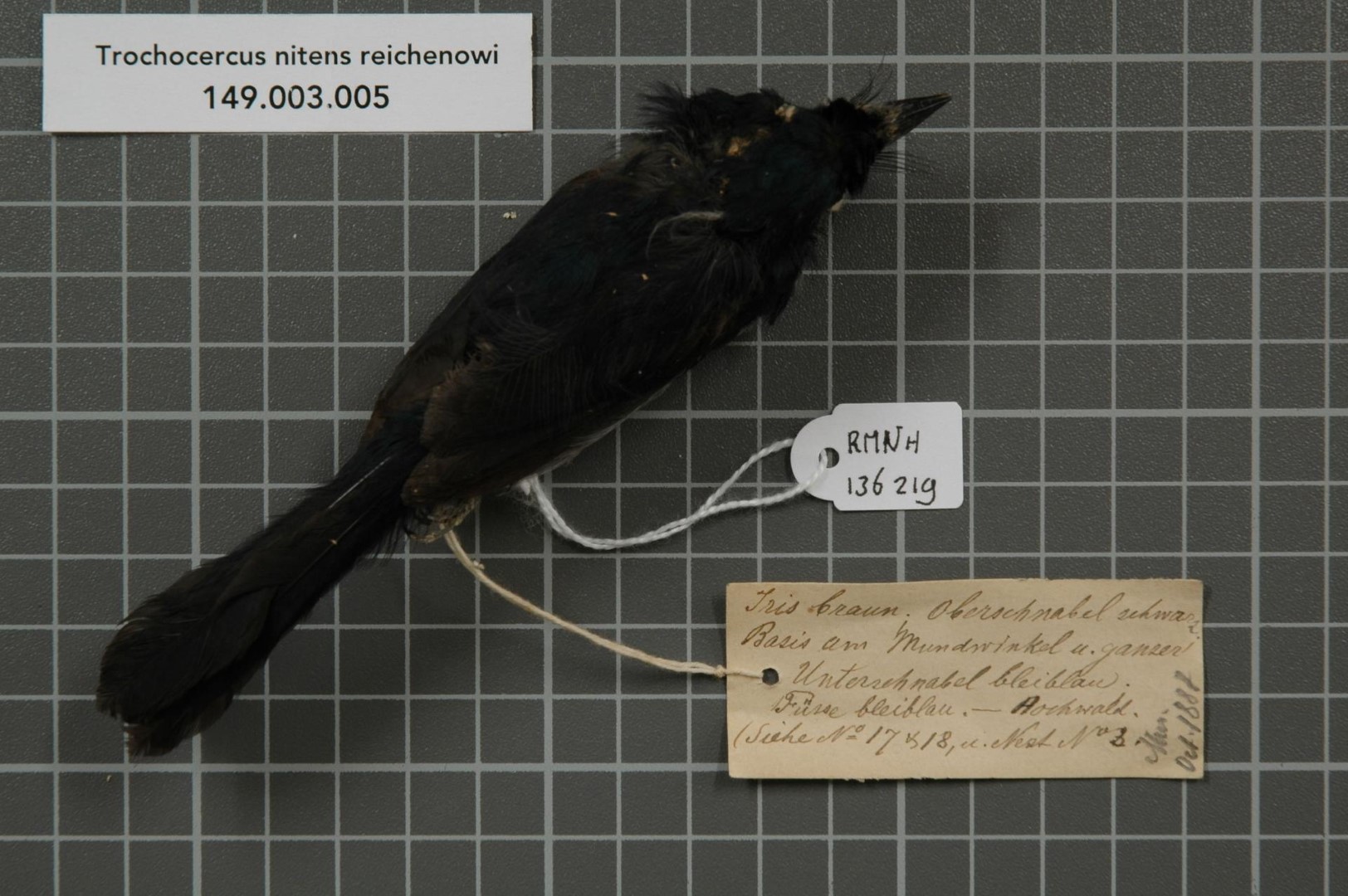 Green-headed Sunbird