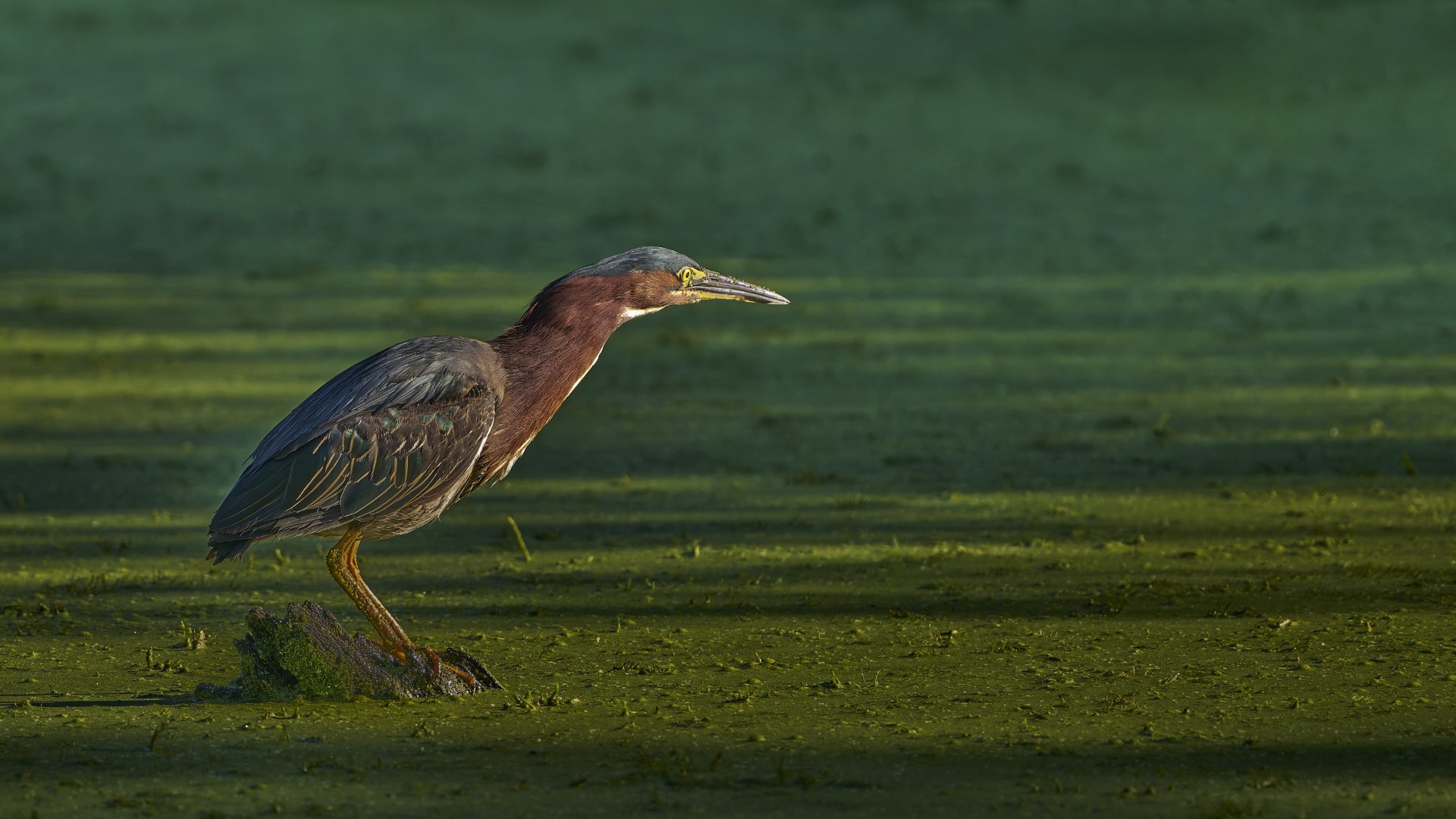 Green Heron