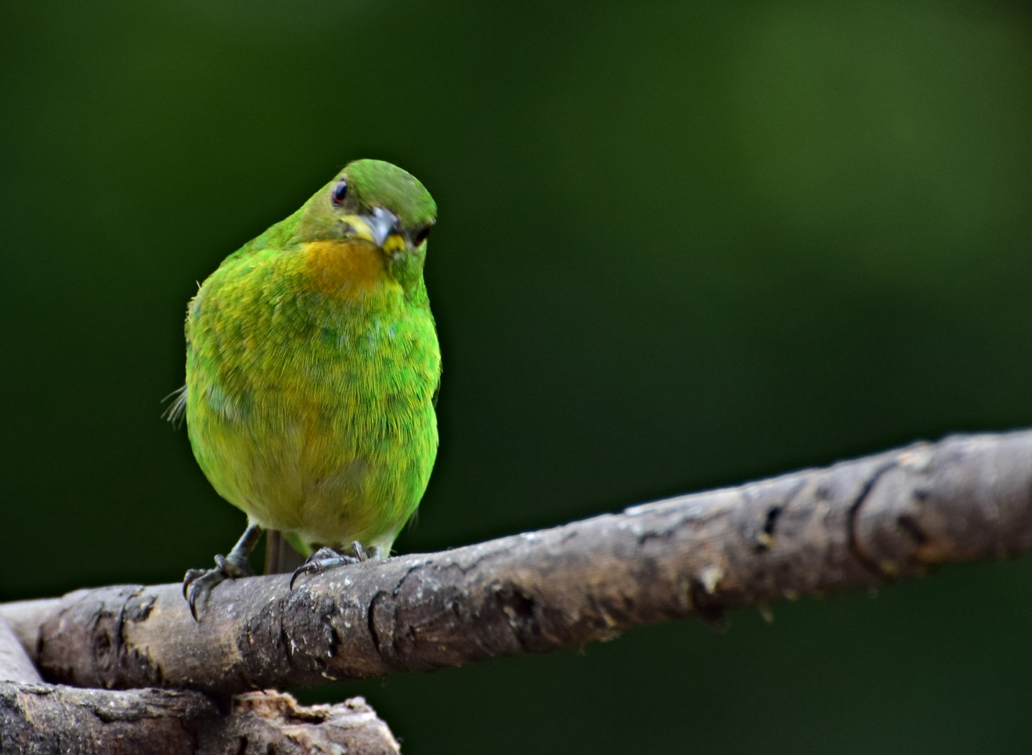 Green Honeycreeper