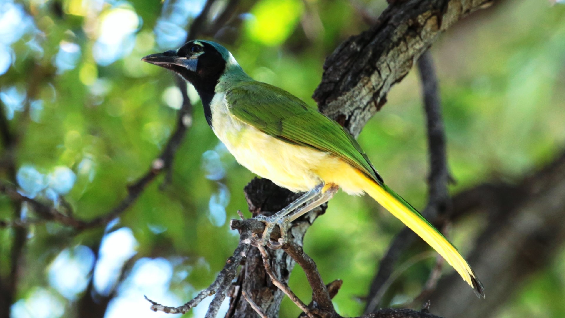 Green Jay