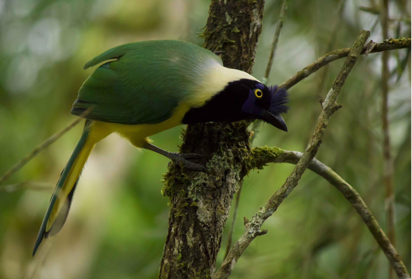 Green Jay