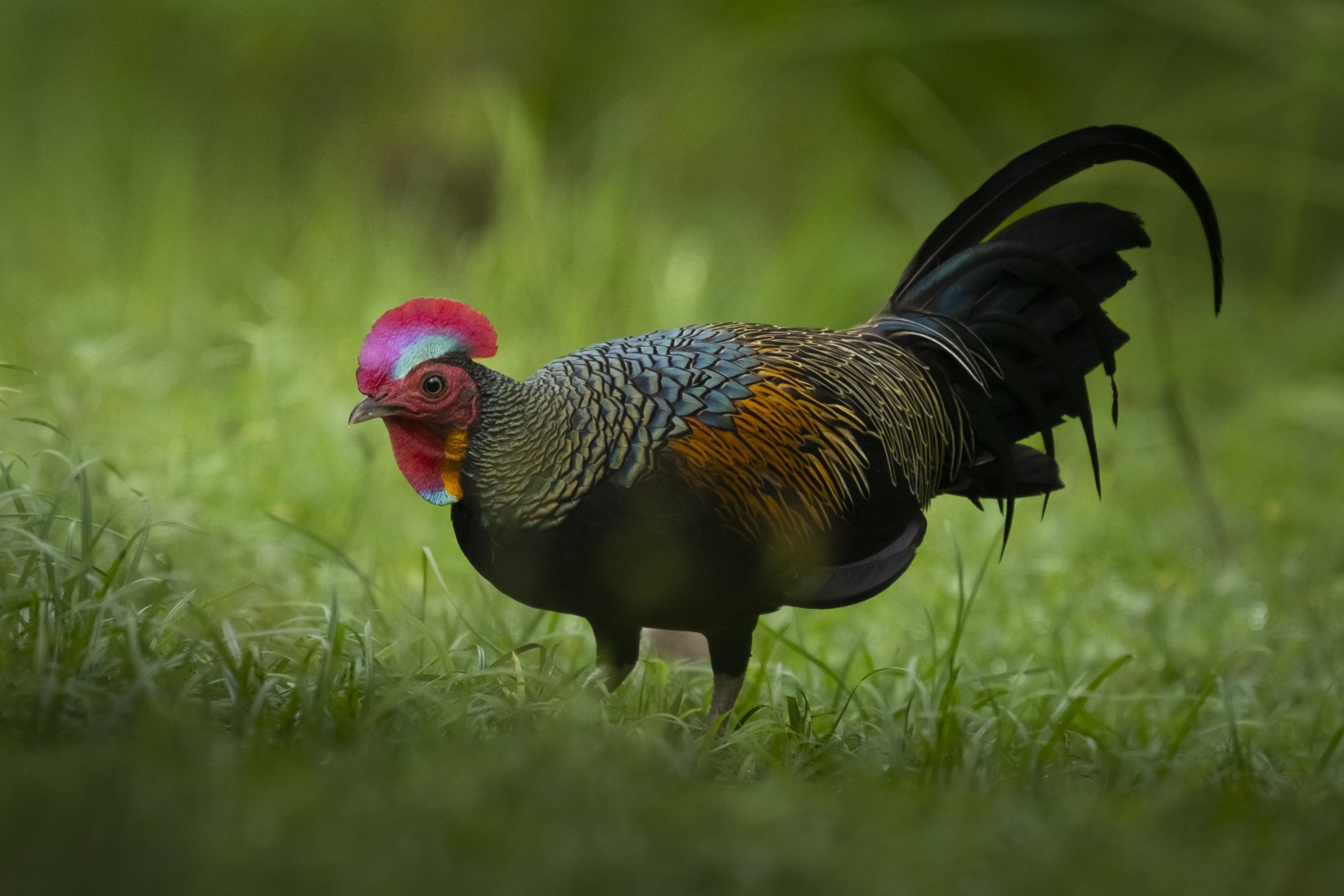Green Junglefowl