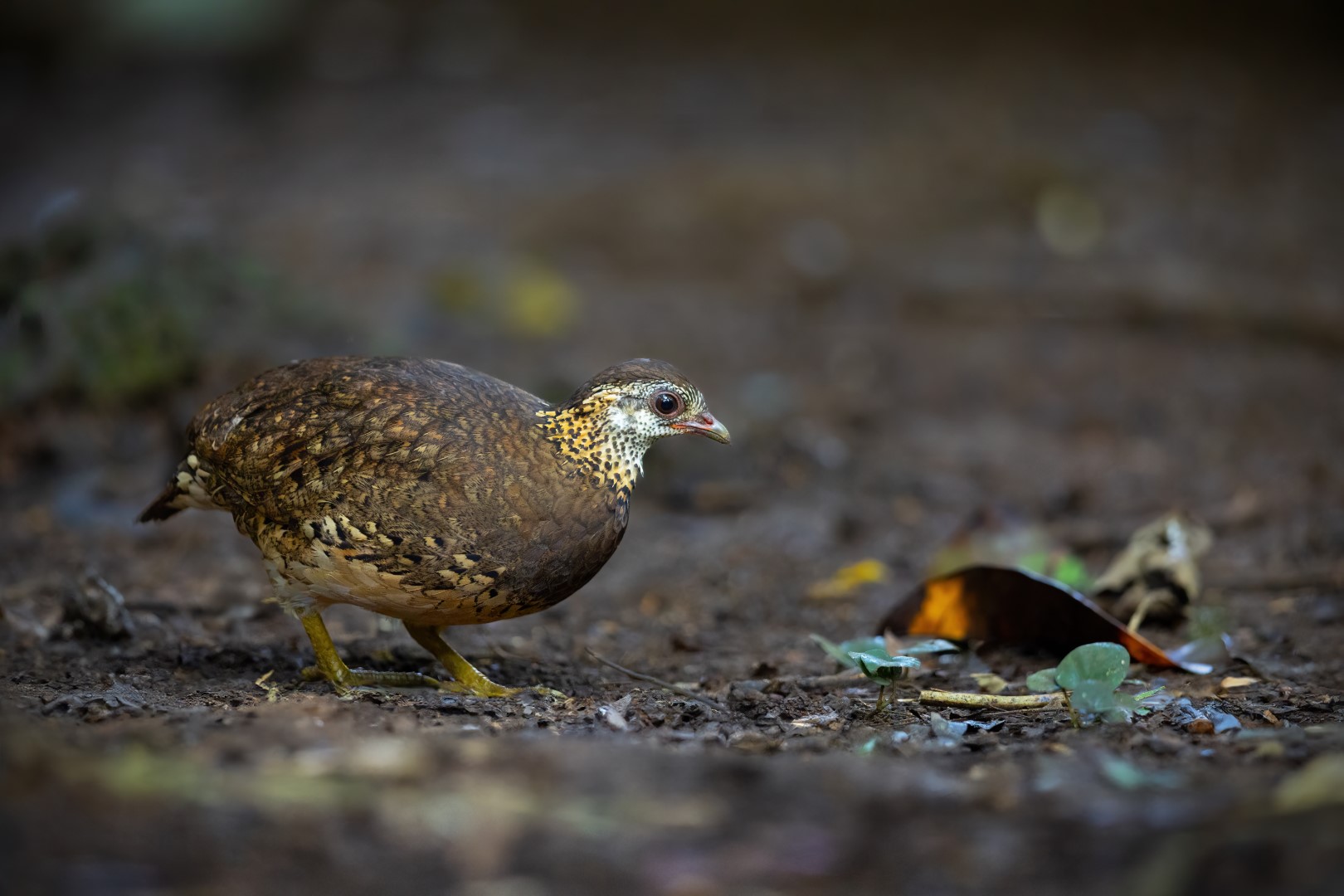 Green-legged Partridge