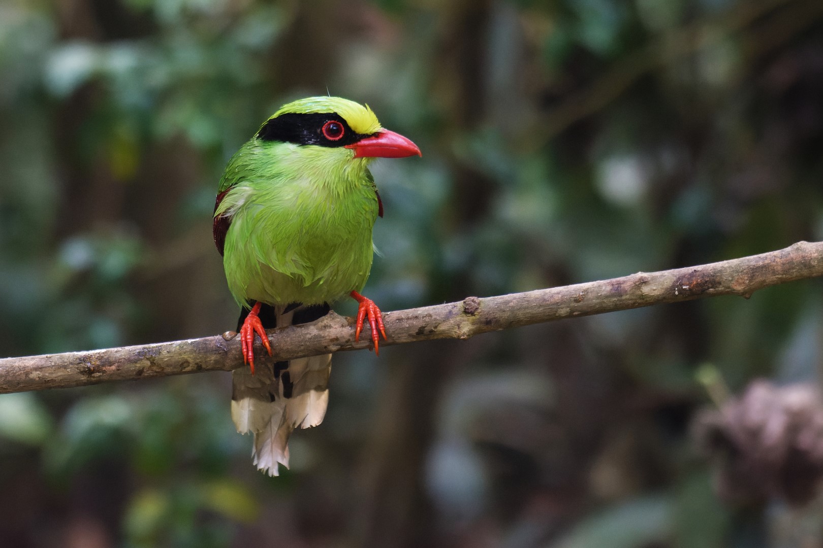 Green Magpie