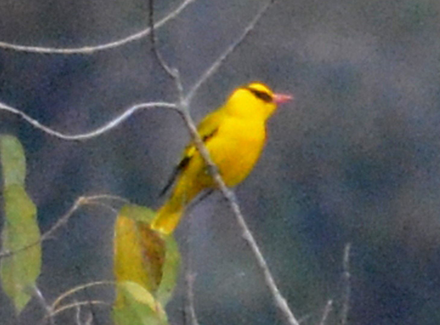 Green Oriole