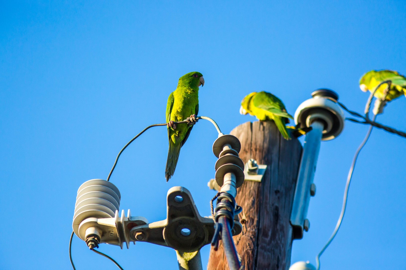 Green Parakeet