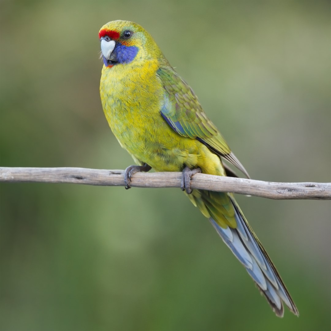 Green Rosella