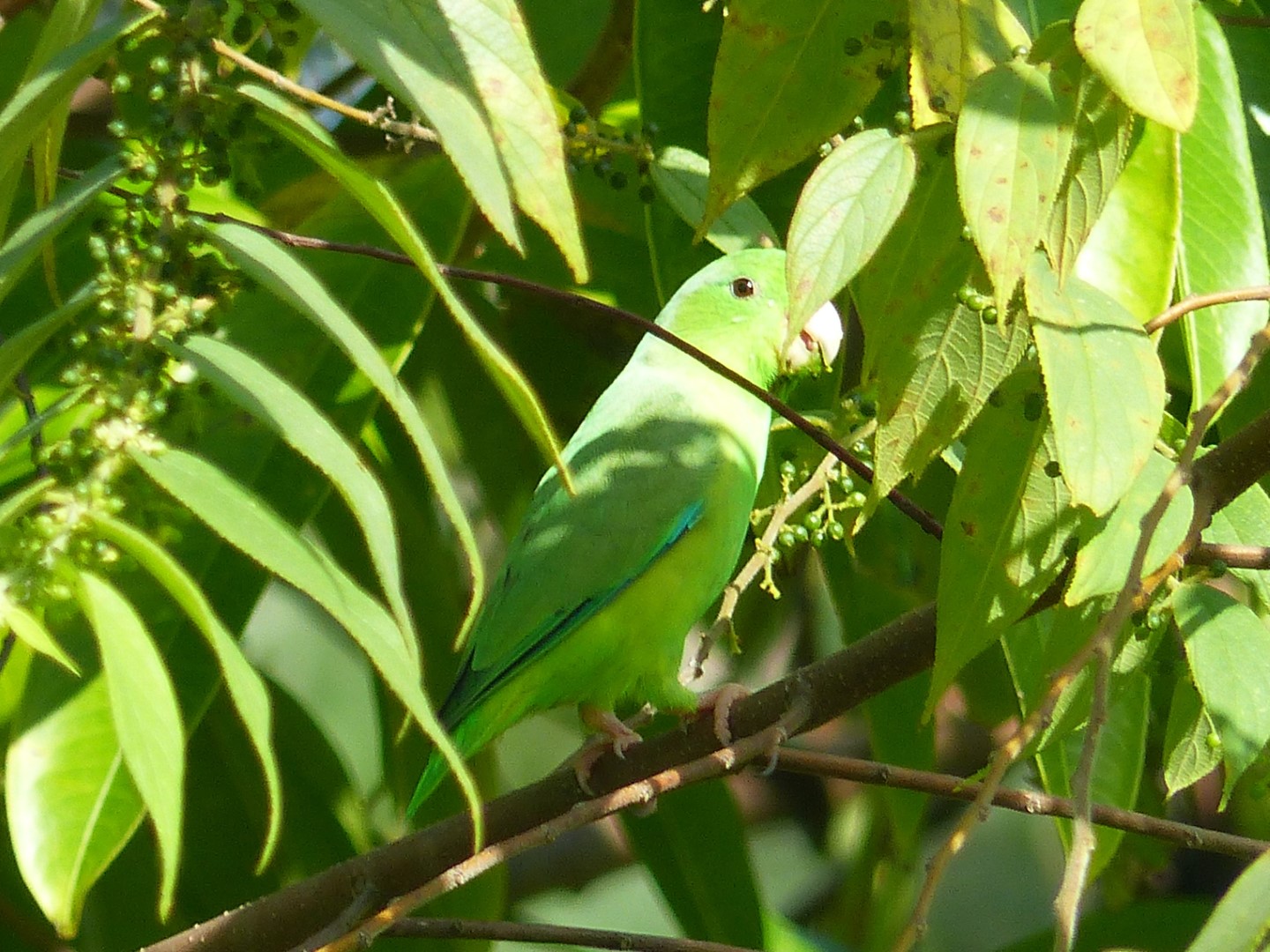 Green-rumped Parrotlet