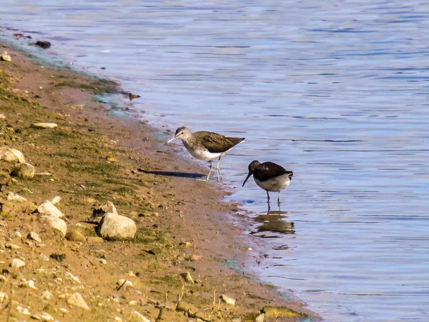 Green Sandpiper