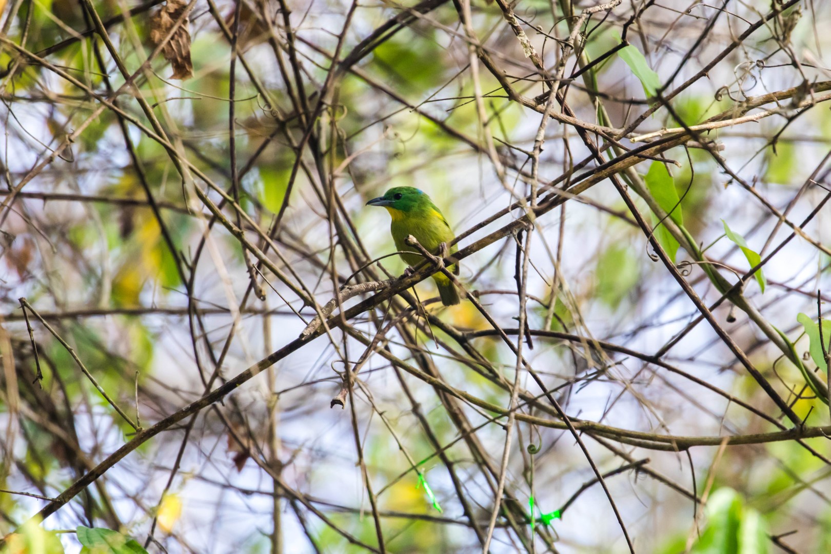Green Shrike-Vireo