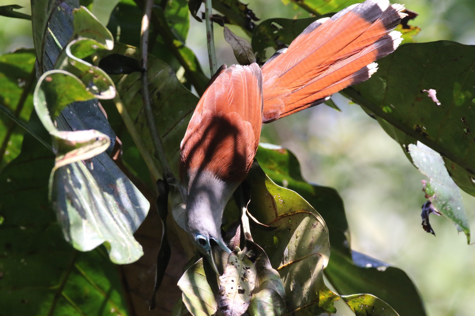 Green-tailed Sunbird