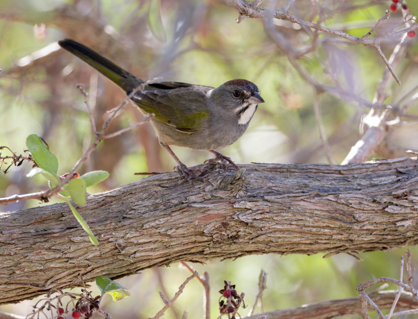 Green-tailed Towhee