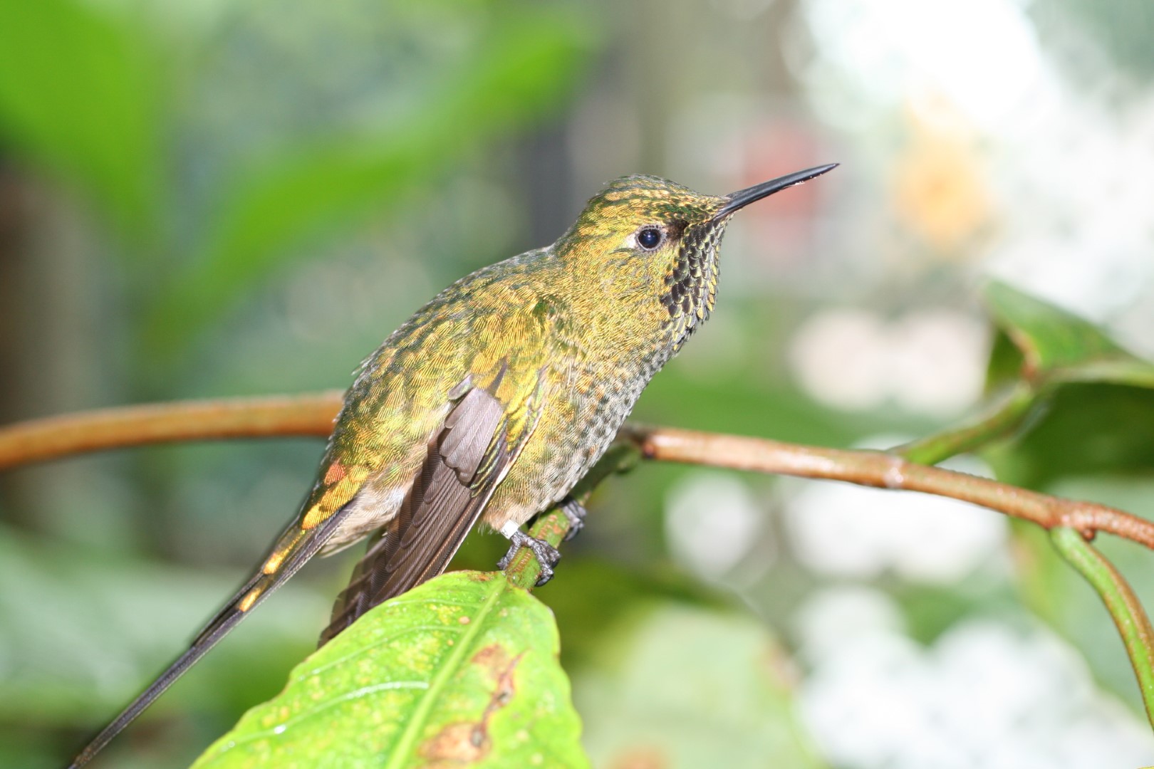 Green-tailed Trainbearer