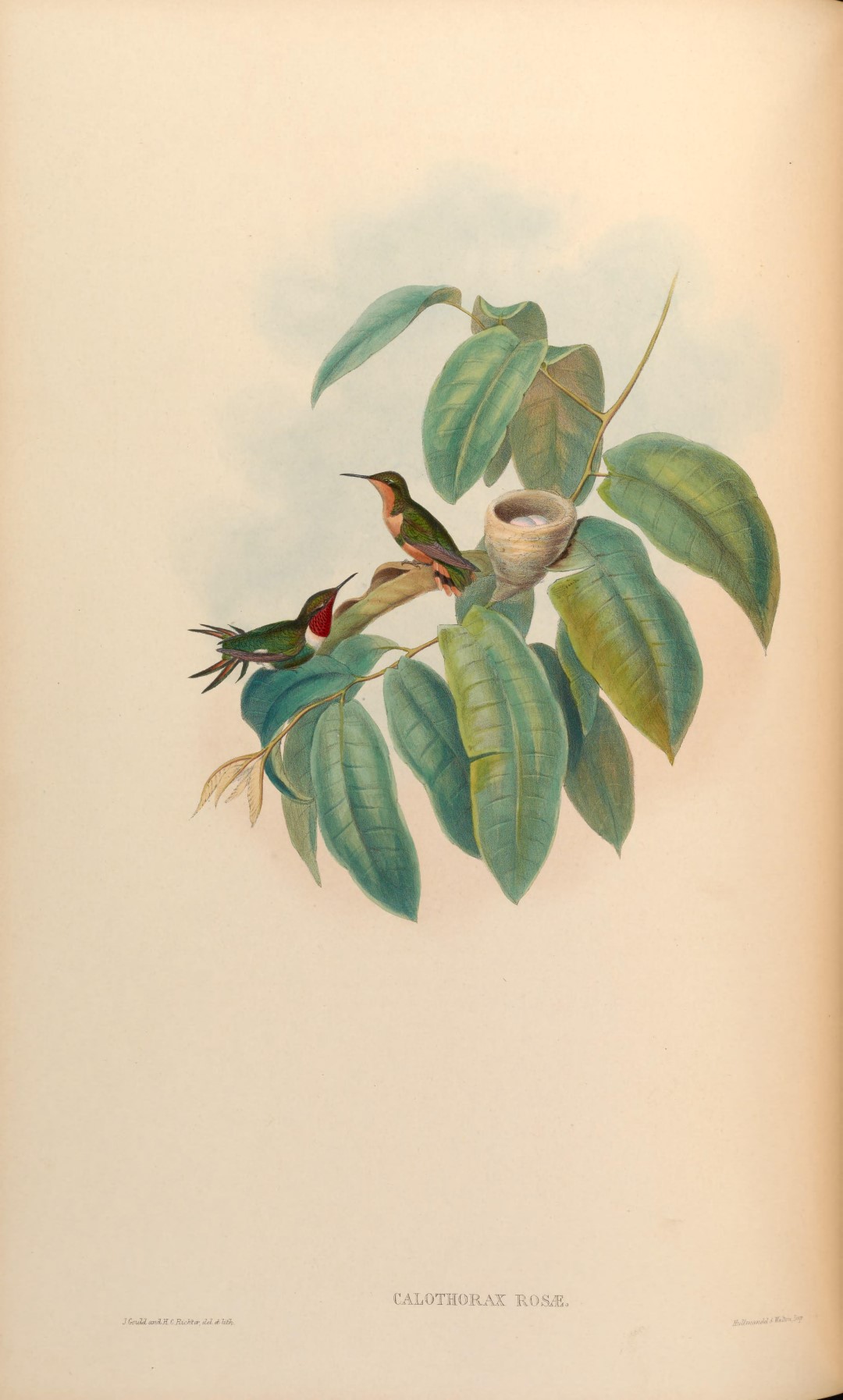 Green Thorntail