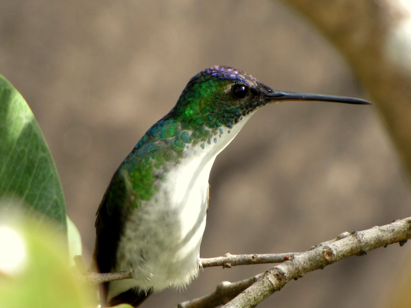 Green-throated Carib