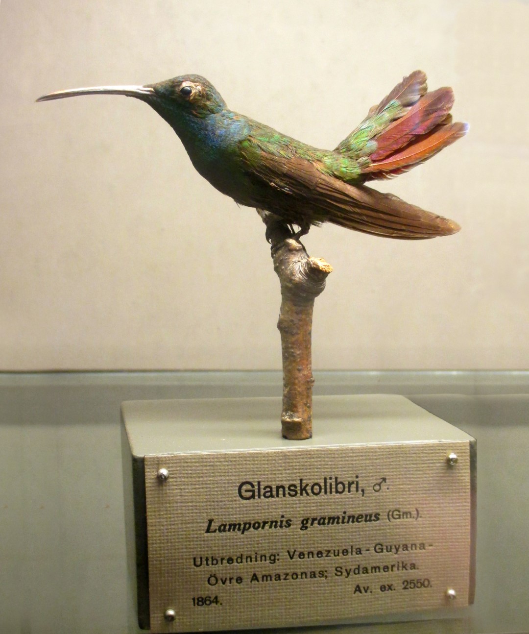 Green-throated Mango