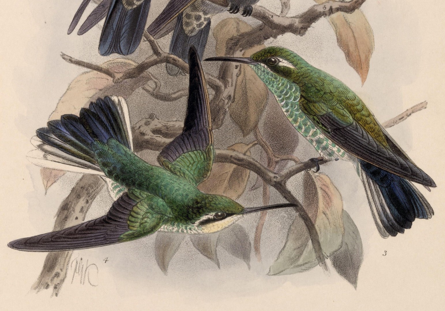 Green-throated Mountain-gem