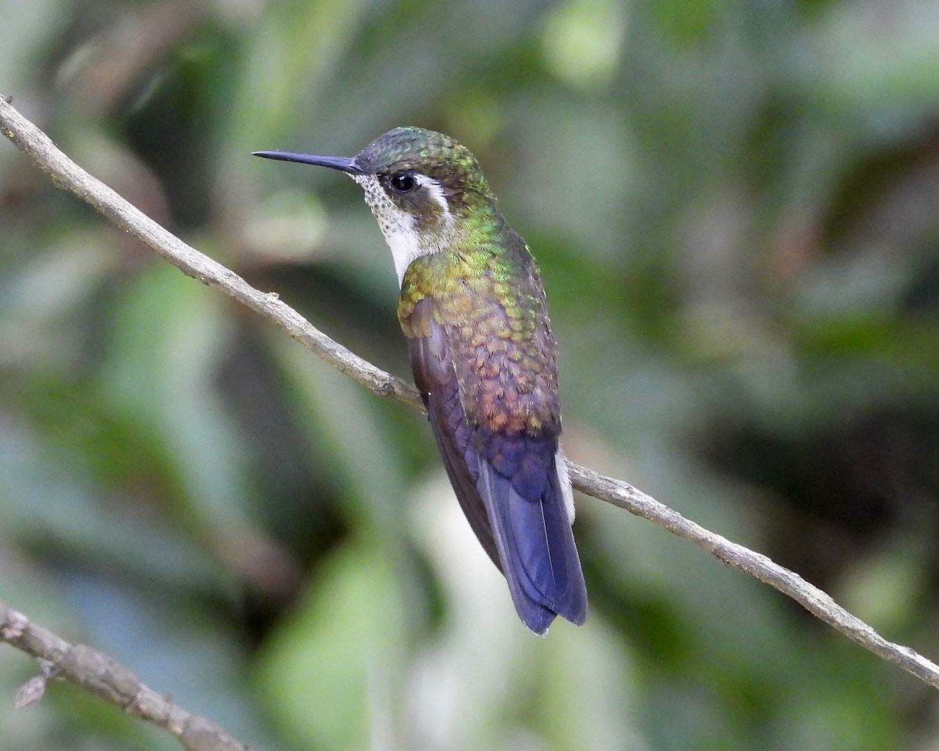 Green-throated Mountain-gem