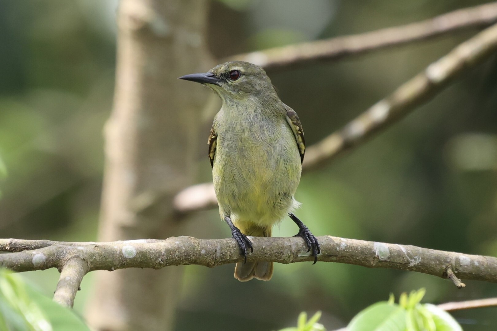 Green-throated Sunbird