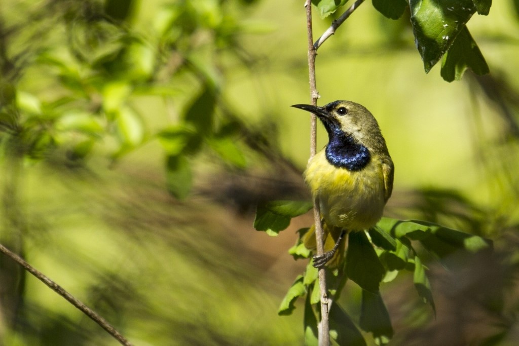 Green-throated Sunbird