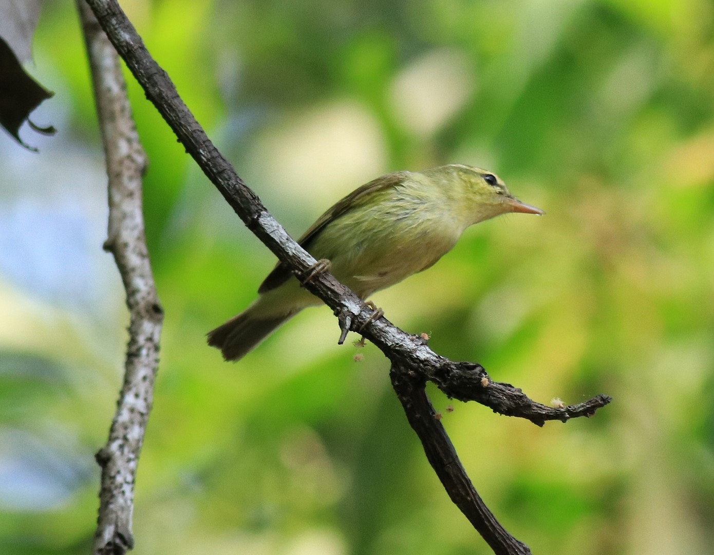 Green Warbler