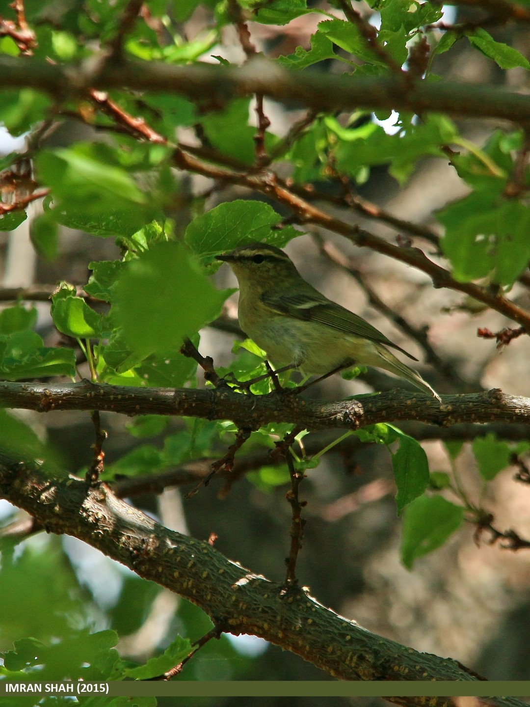 Green Warbler