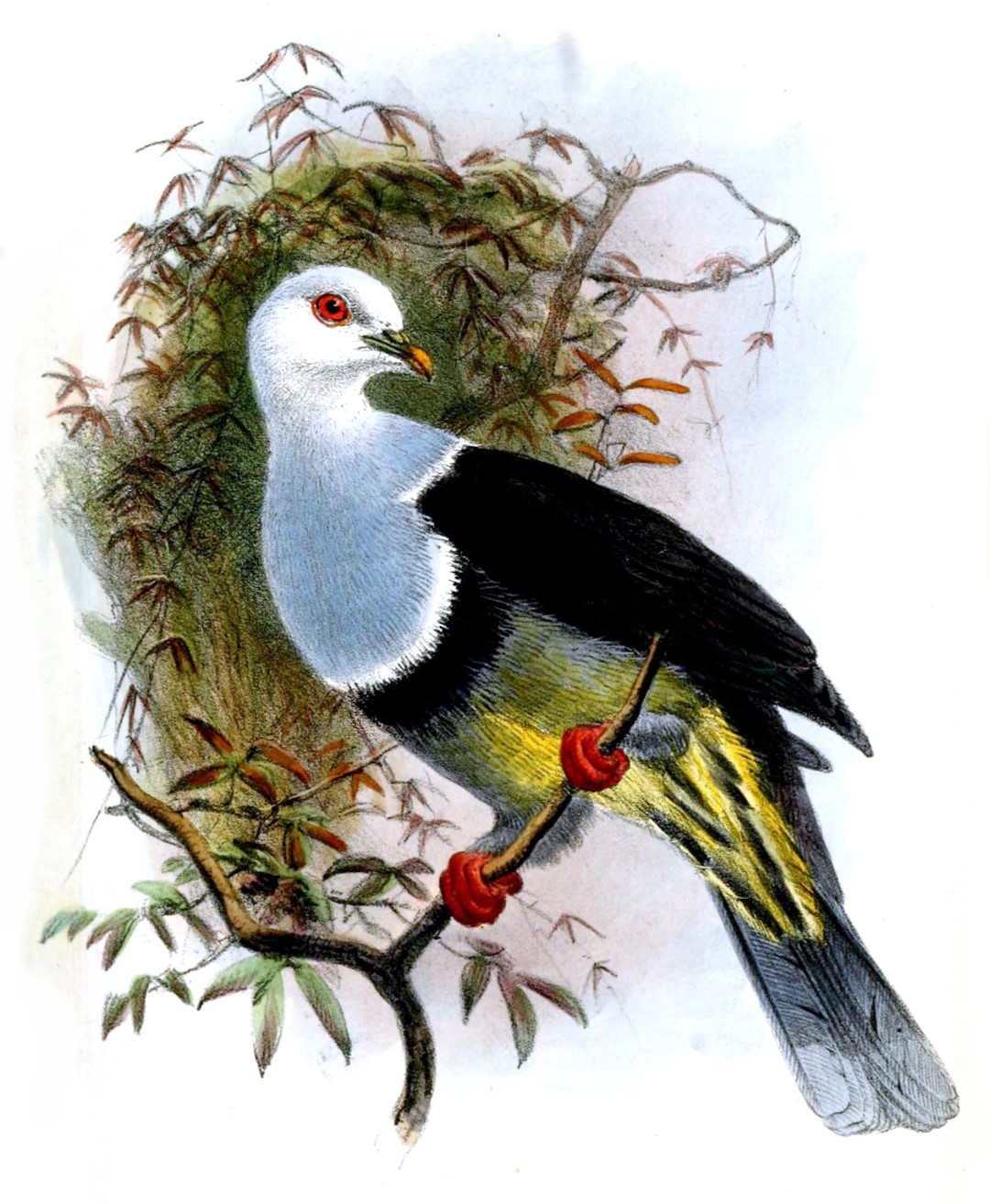 Green-winged Fruit Dove