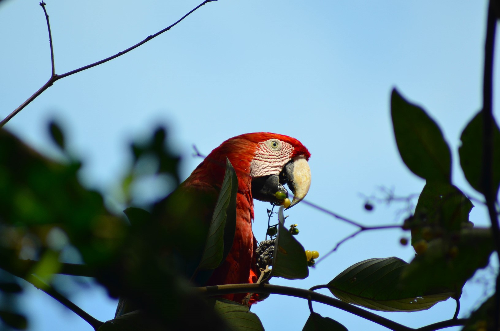 Green-winged Macaw