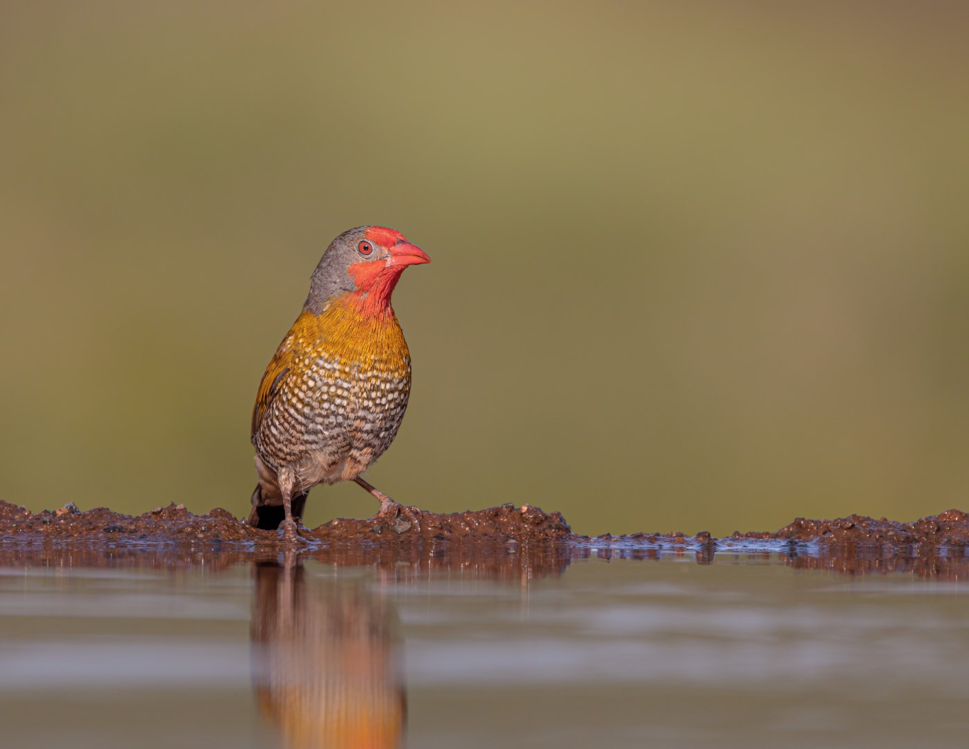 Green-winged Pytilia