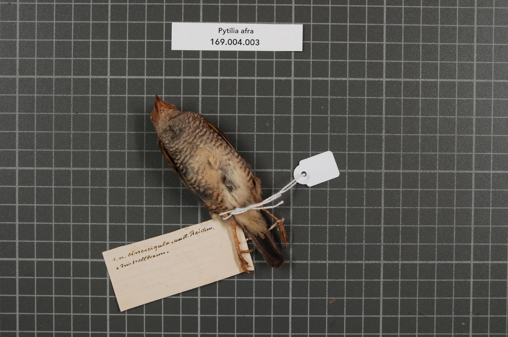 Green-winged Pytilia