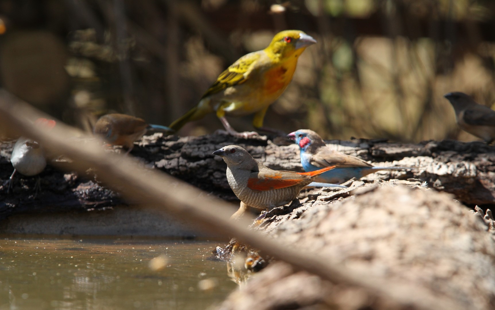 Green-winged Pytilia