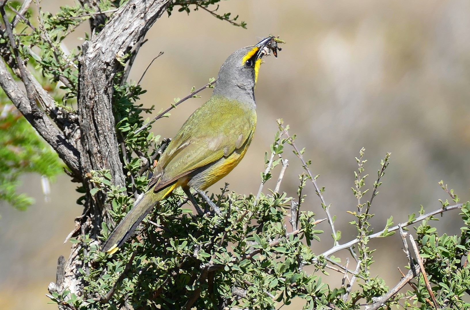 Green-winged Pytilia
