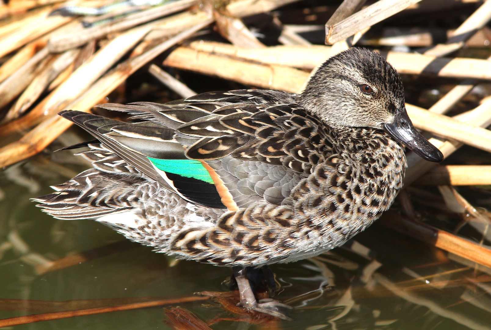 Green-winged Teal